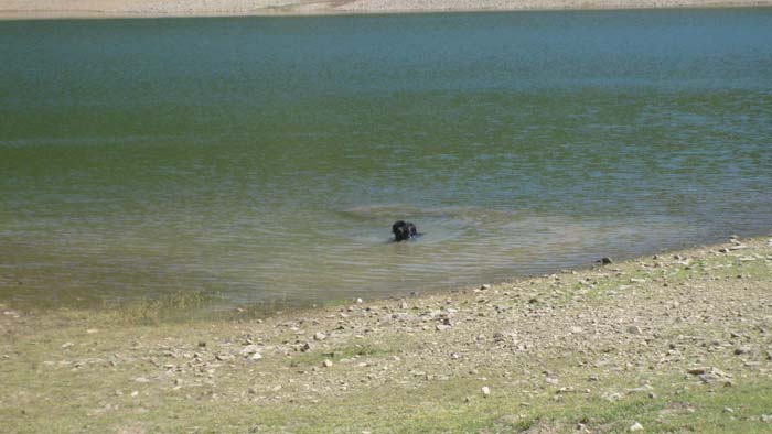 In acqua, il posto piu' amato dal cane Terranova.