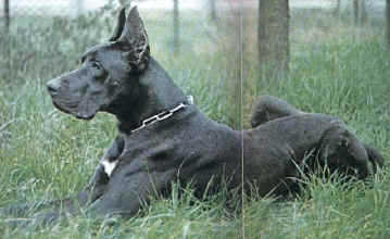 Clicca per ingrandire la foto del cane alano