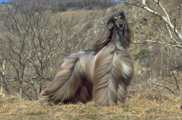 Clicca per ingrandire la foto del cane levriero Afgano